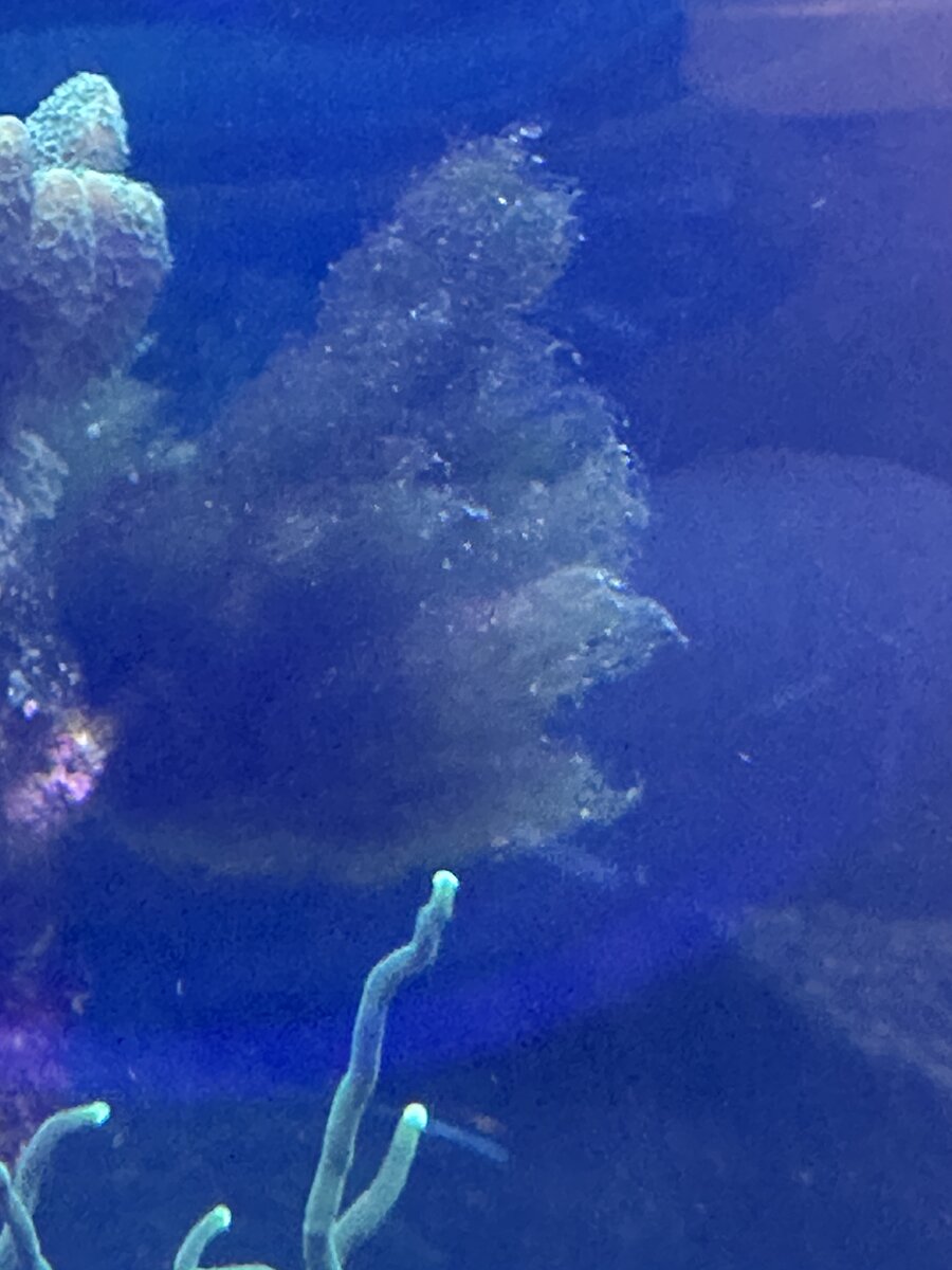 algae 2.jpeg