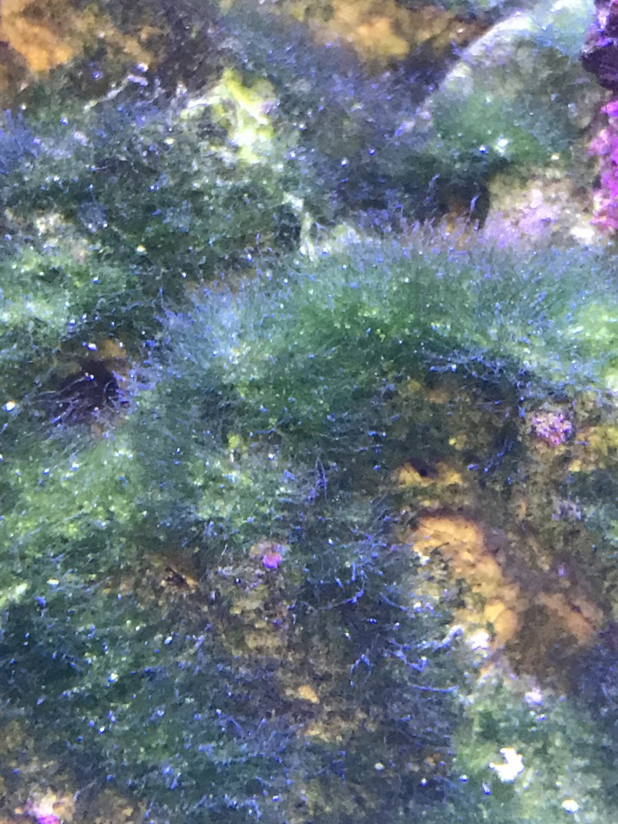 Algae 2.jpg