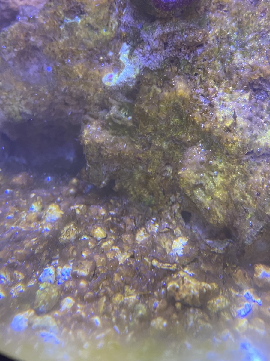 algae 2.jpg