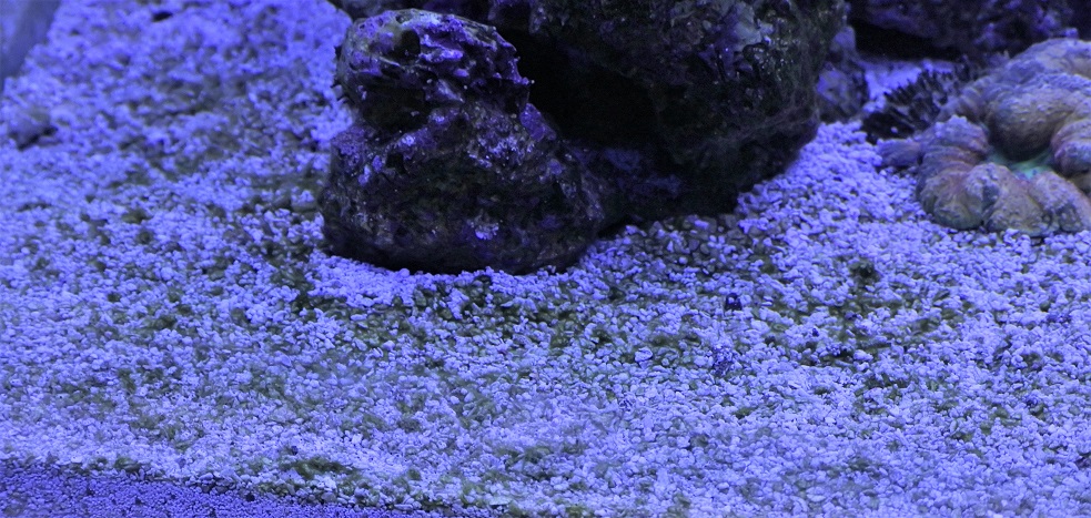 Algae(2).jpg