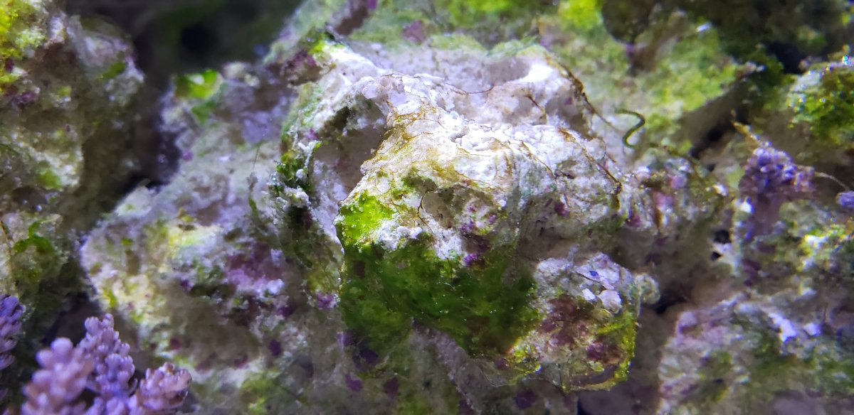 algae 3.jpg