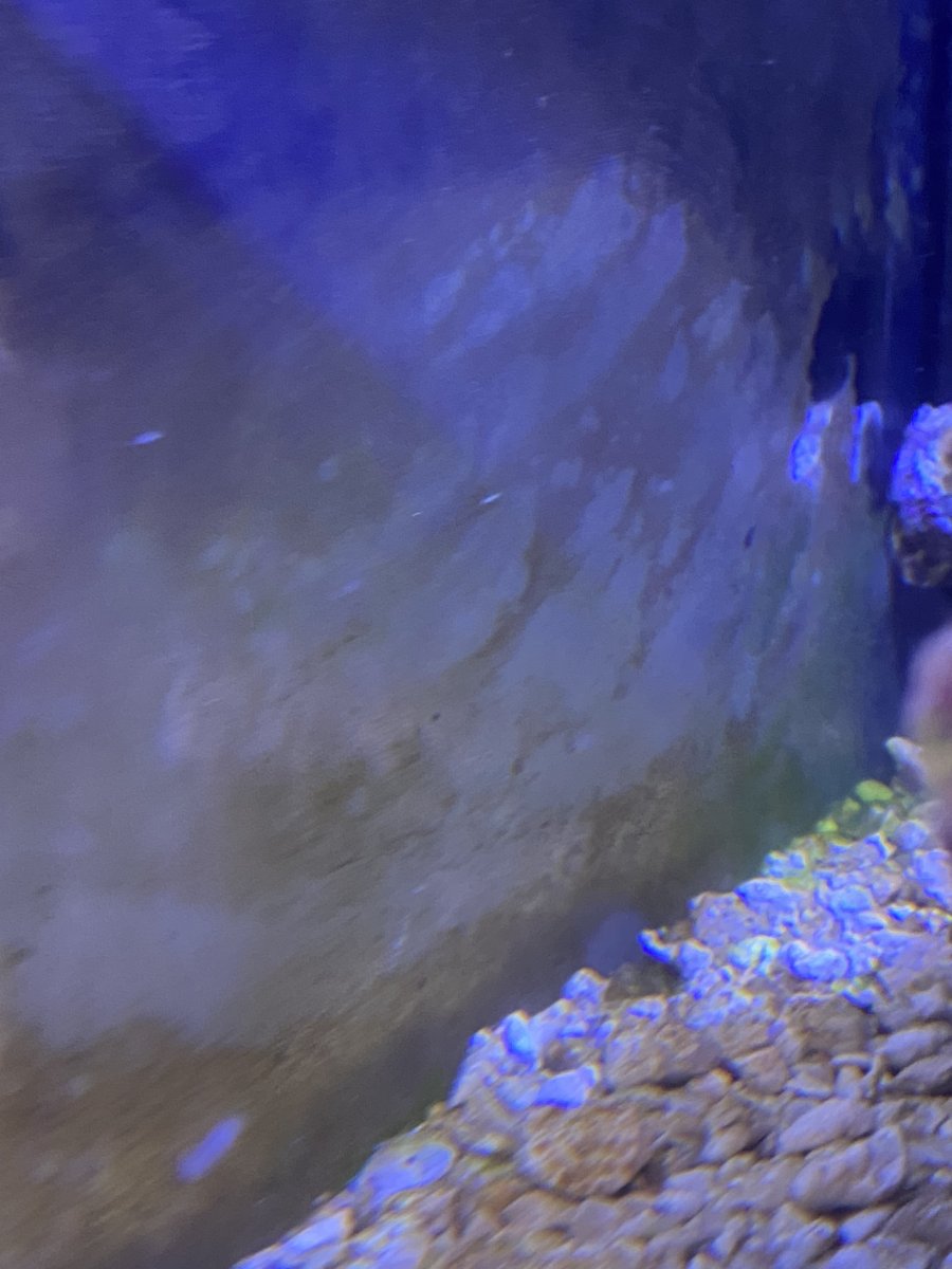 algae 3.jpg