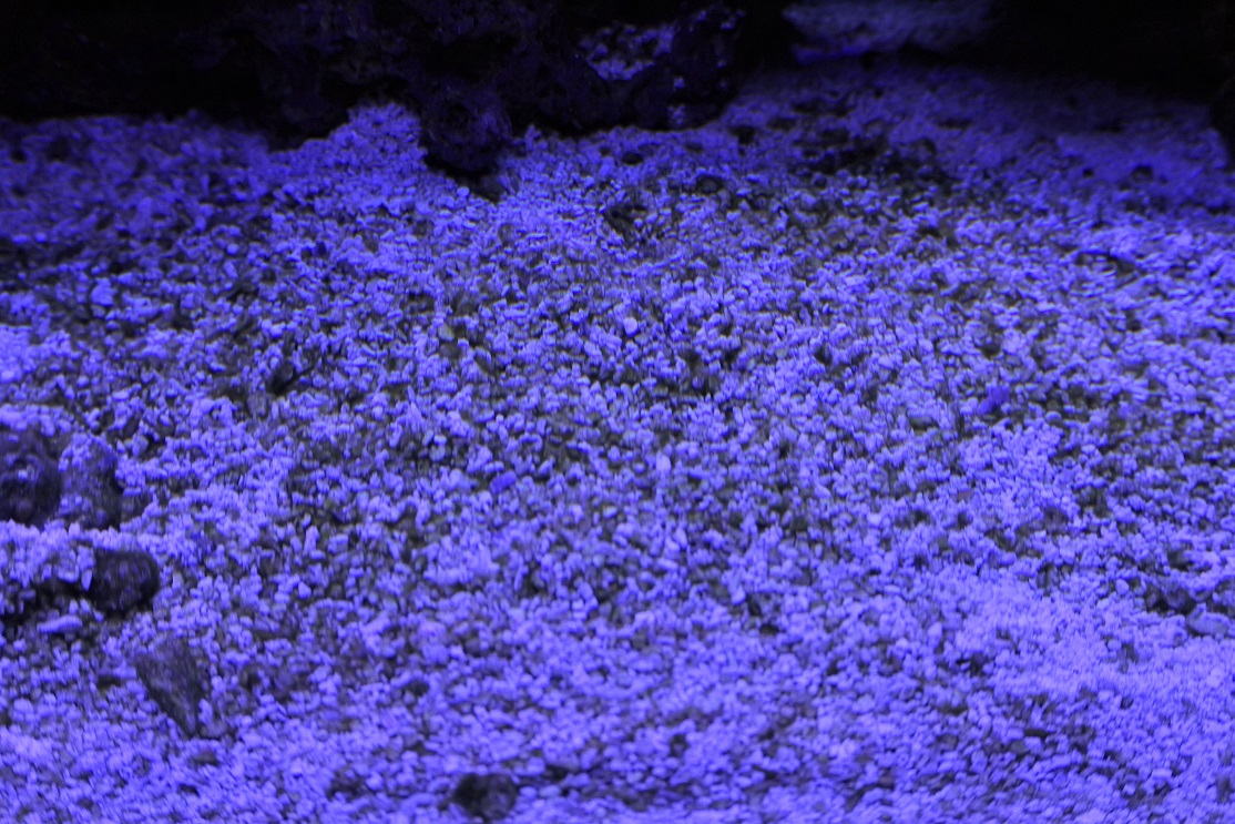 Algae(3).jpg