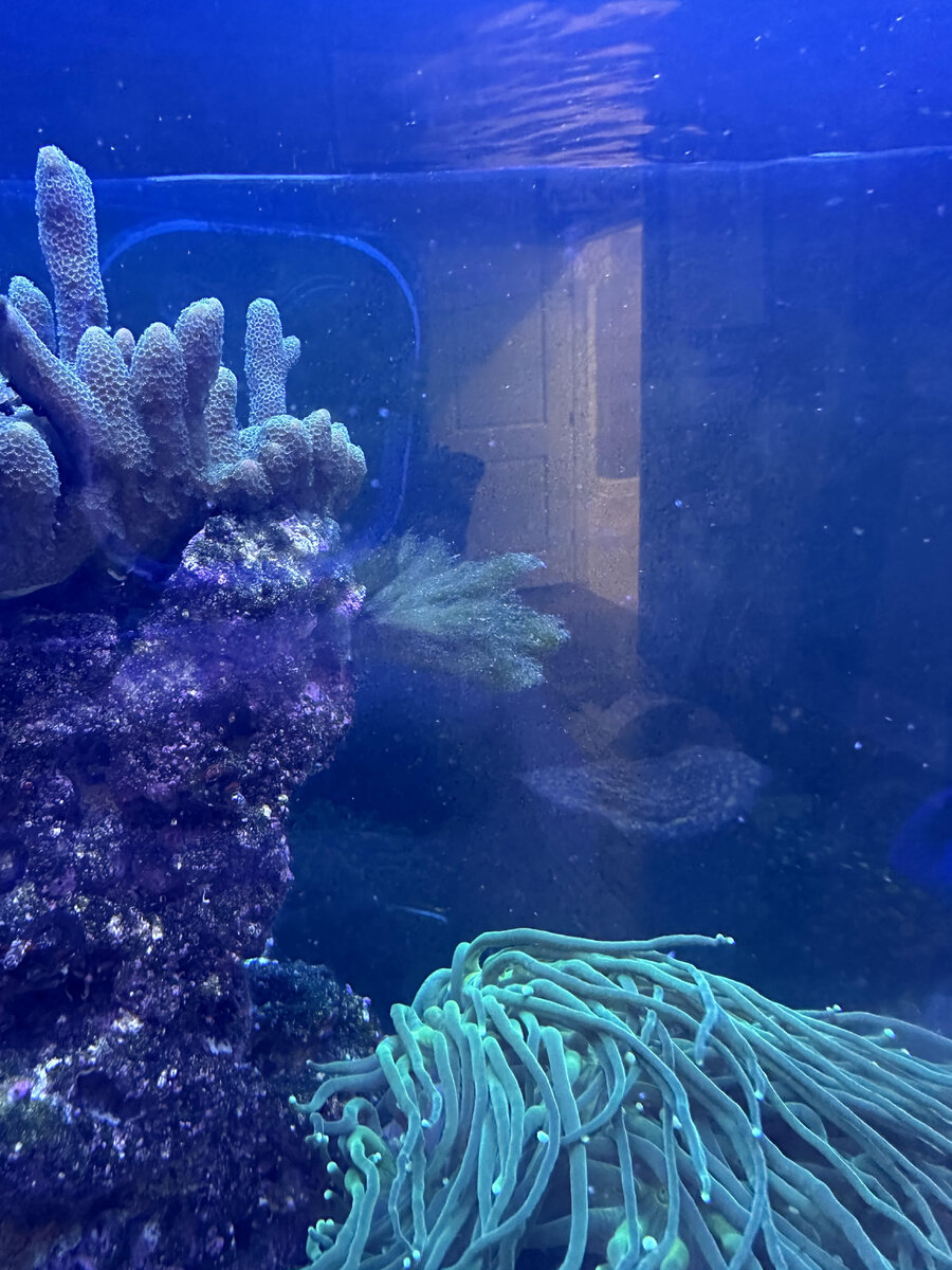 algae 3.jpg