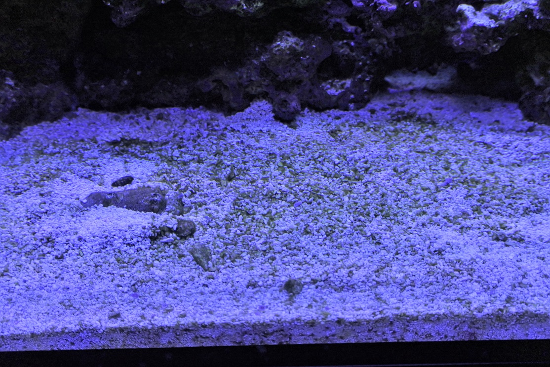Algae(4).jpg