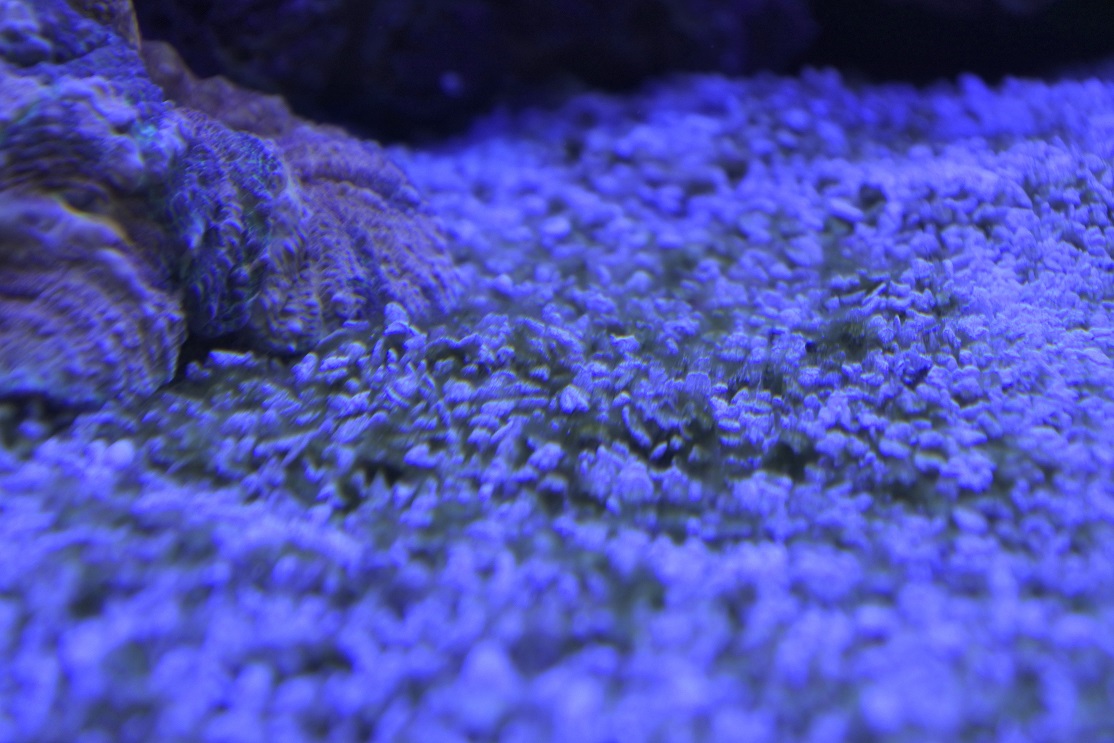 Algae(5).jpg