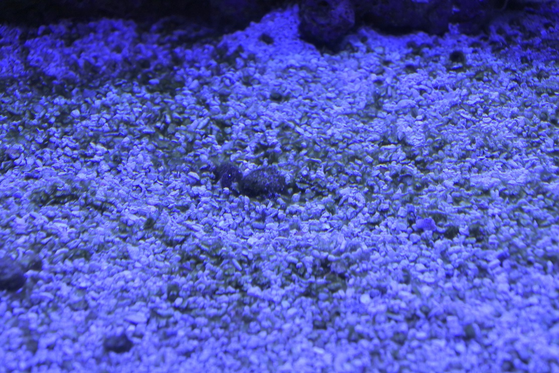 Algae(6).jpg
