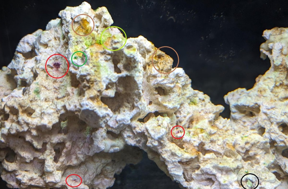 First Algae/Bacteria - Should I Panic? | Reef2Reef