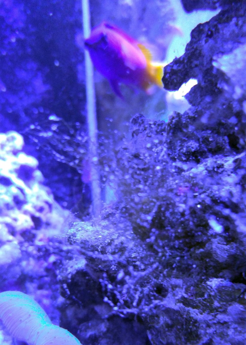 algae and fish.jpg
