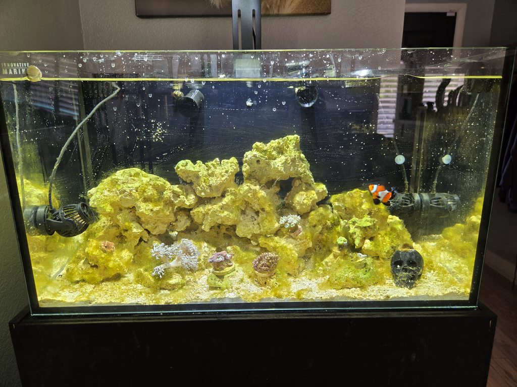 algae-aug09.jpg