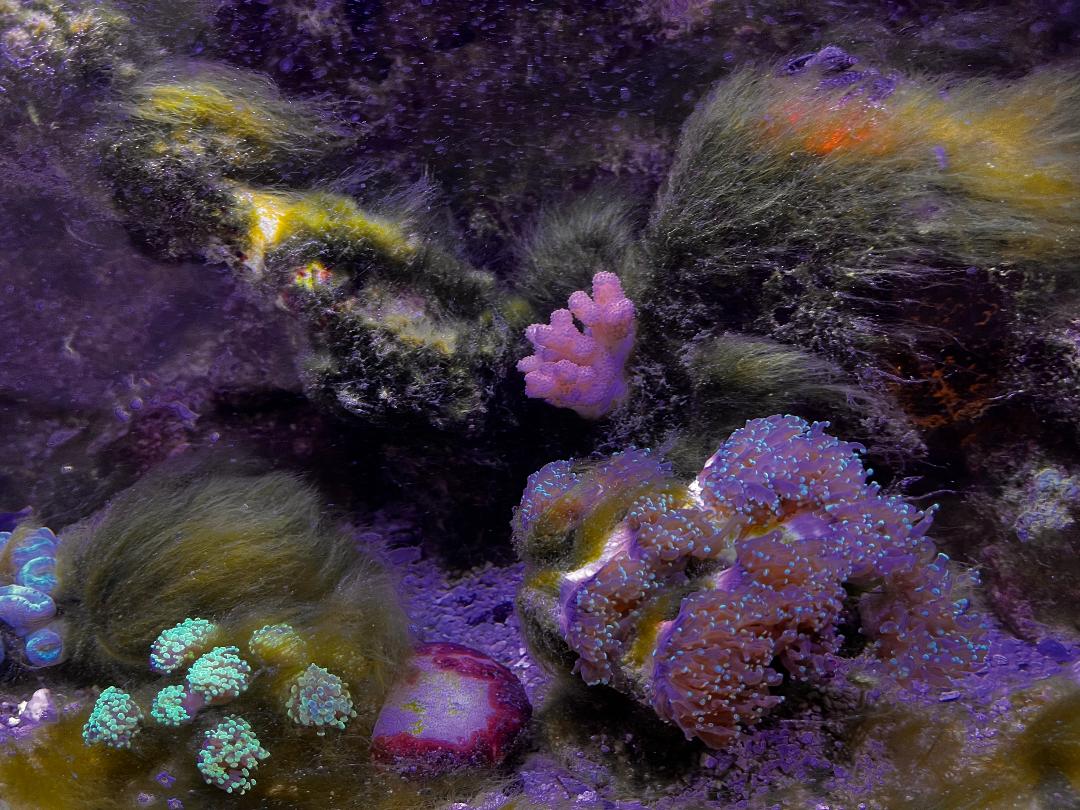 Algae in tank.jpg