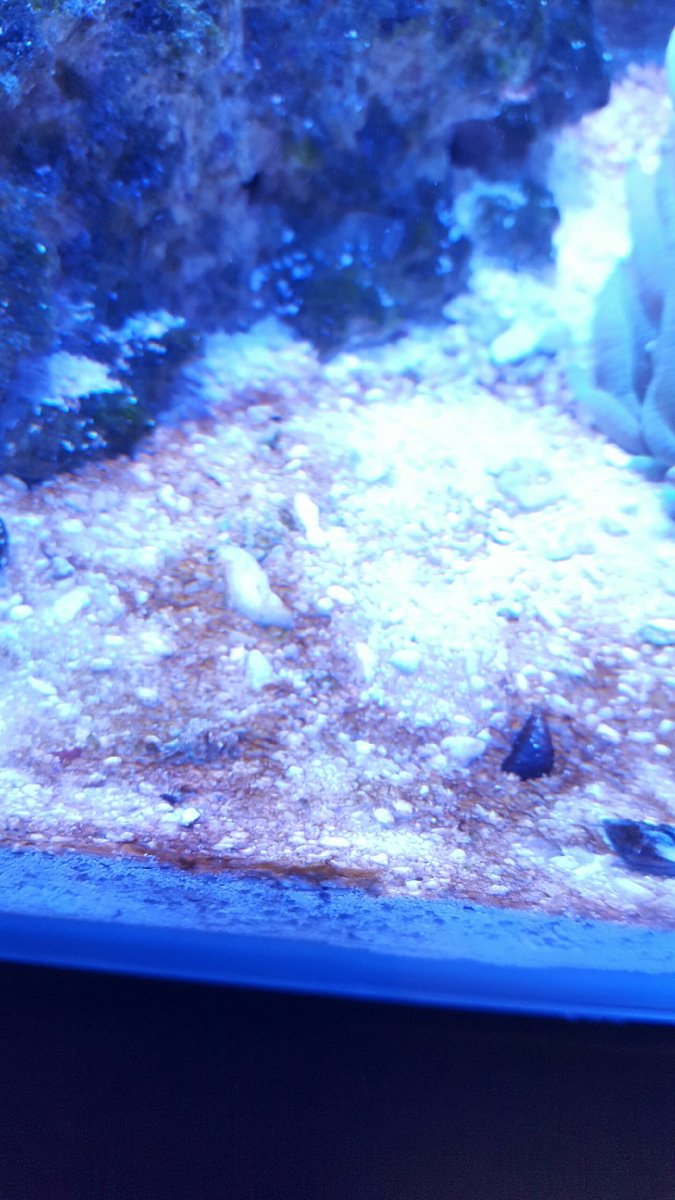 algae.jpeg