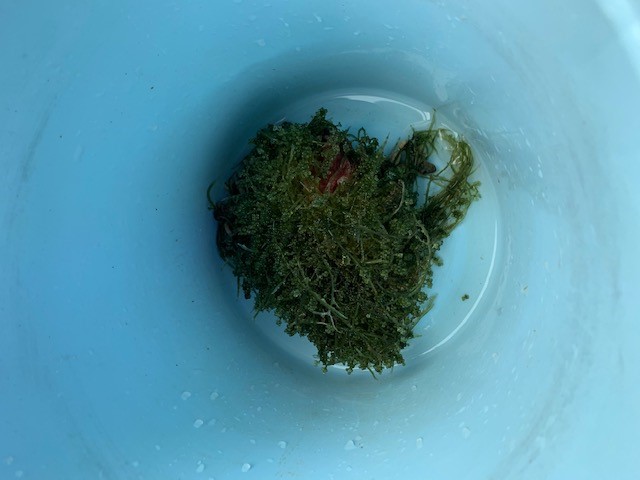 algae.jpg