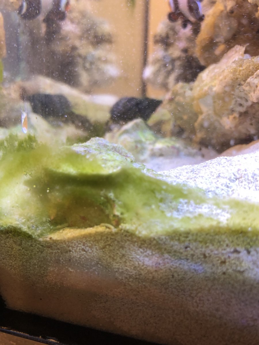 Algae.jpg