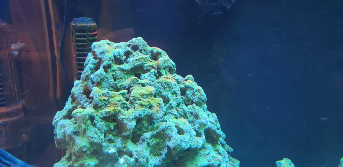 algae.jpg
