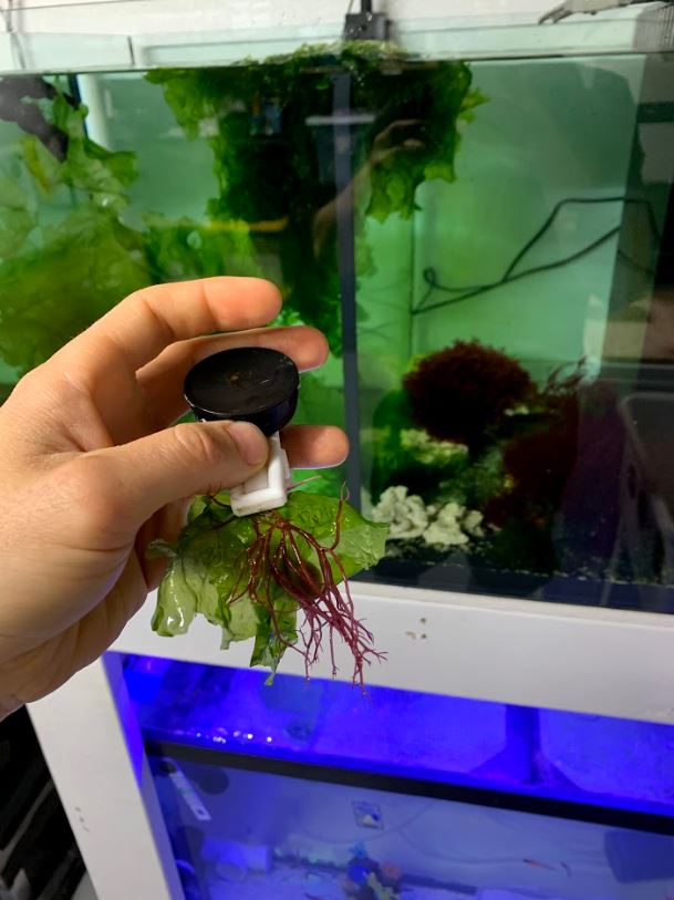 Algae.JPG