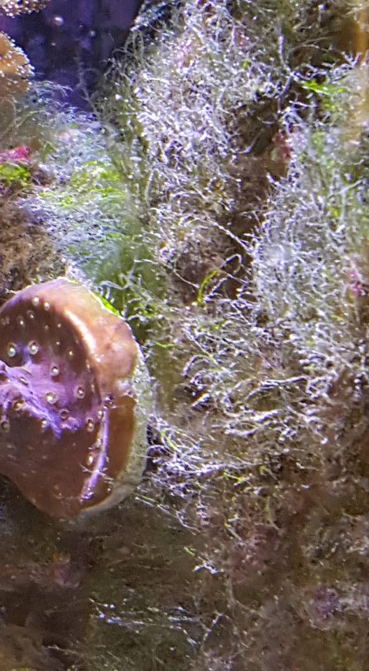 Algae.jpg