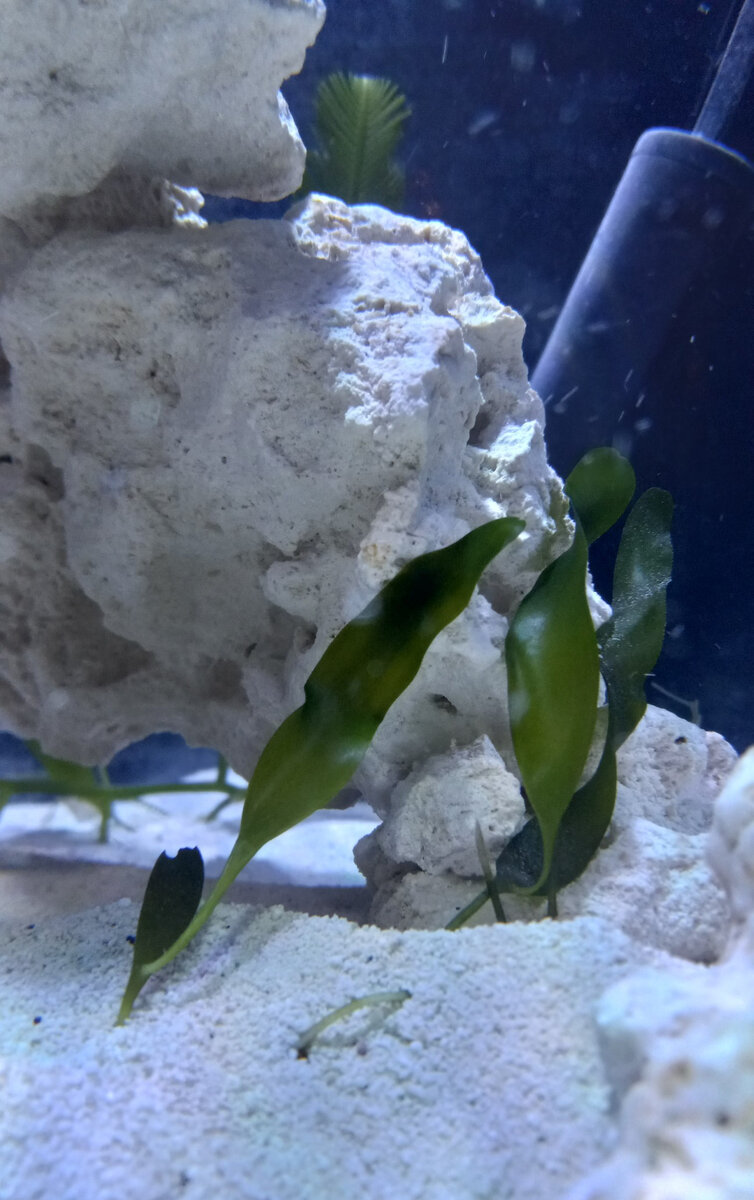 algae.jpg