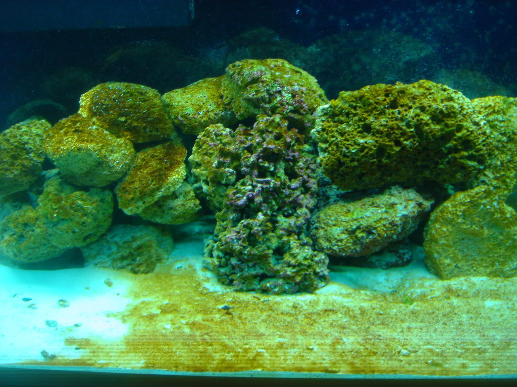 algae.jpg