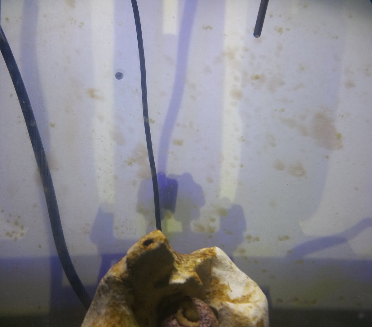 Algae.jpg