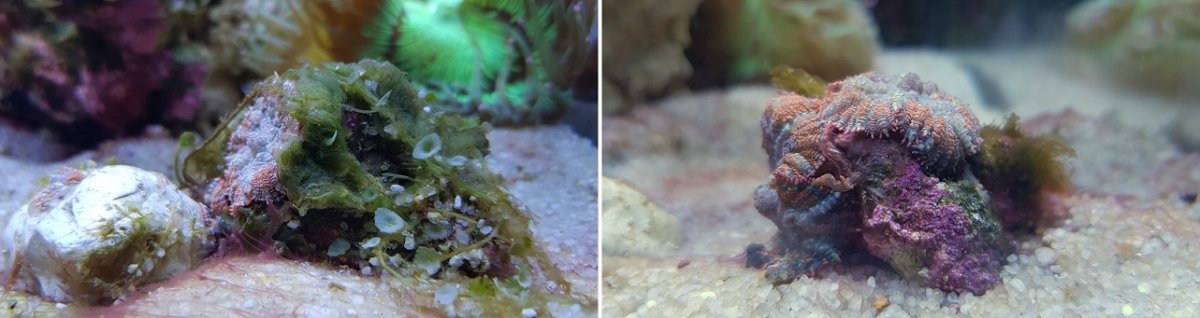 algae.jpg