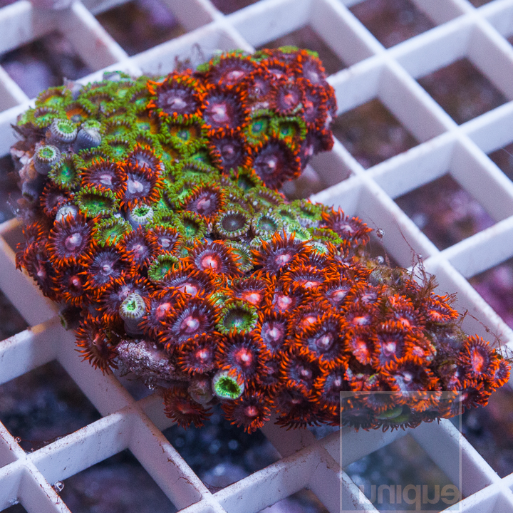 Algae.jpg