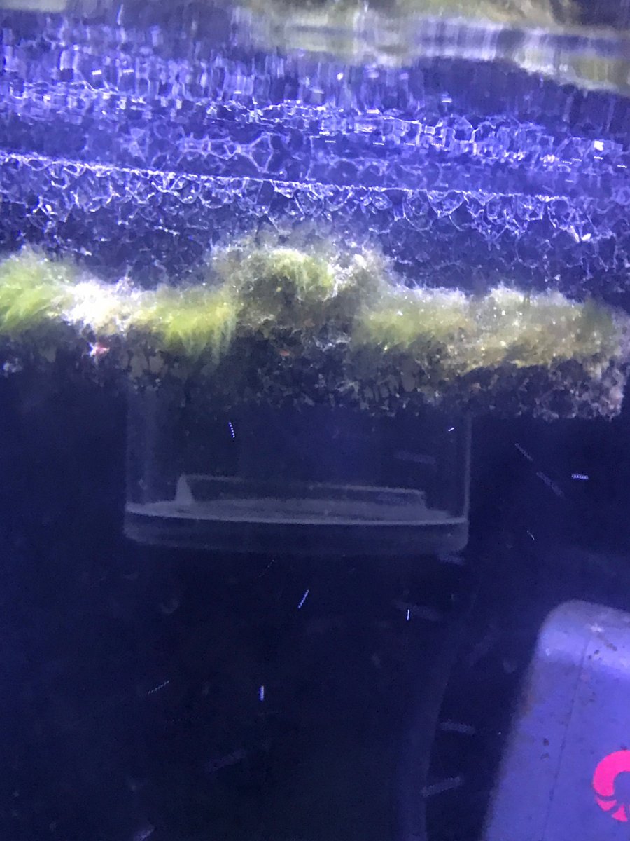 Algae.jpg