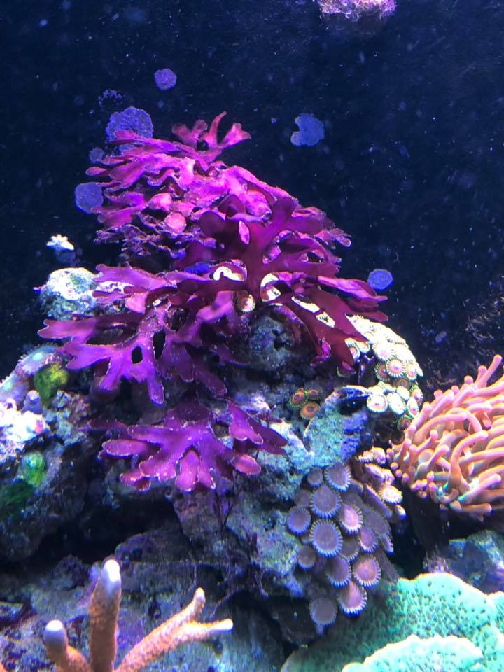 algae.jpg