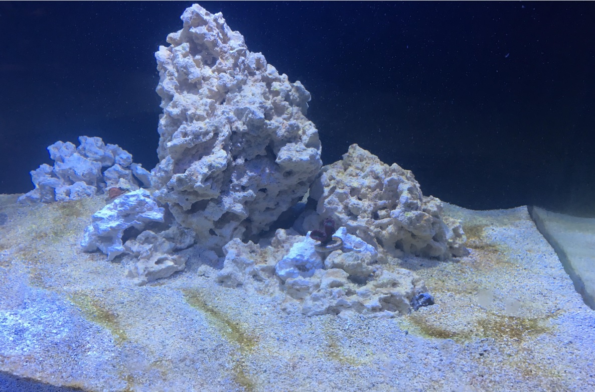 algae.jpg