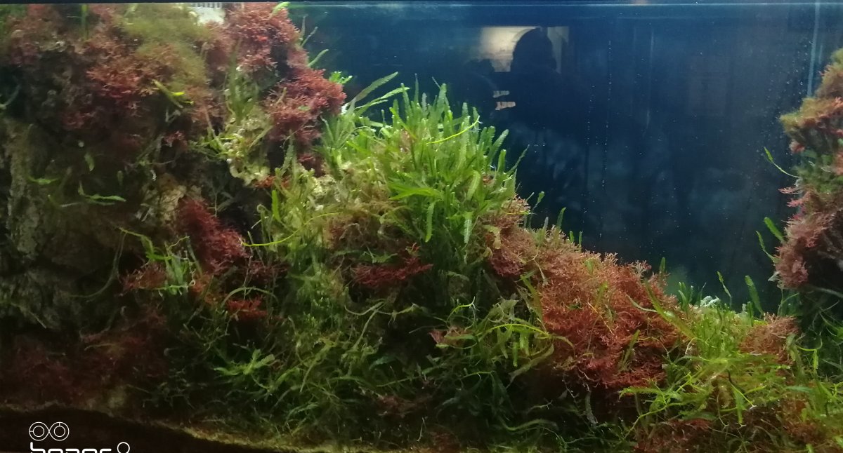 algae.jpg