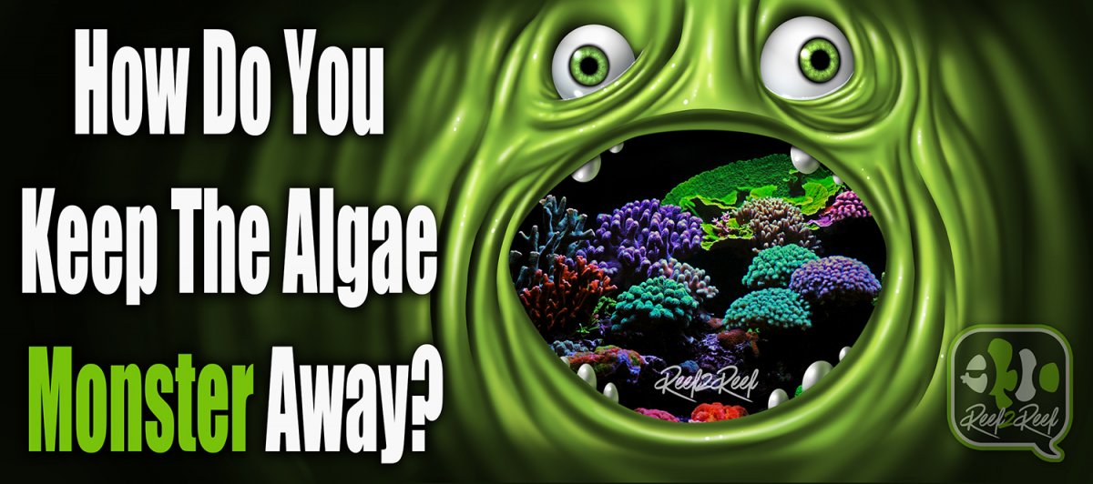 algae monster.jpg
