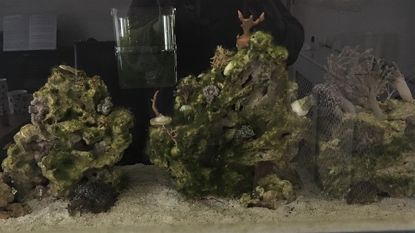 algae tank.JPG