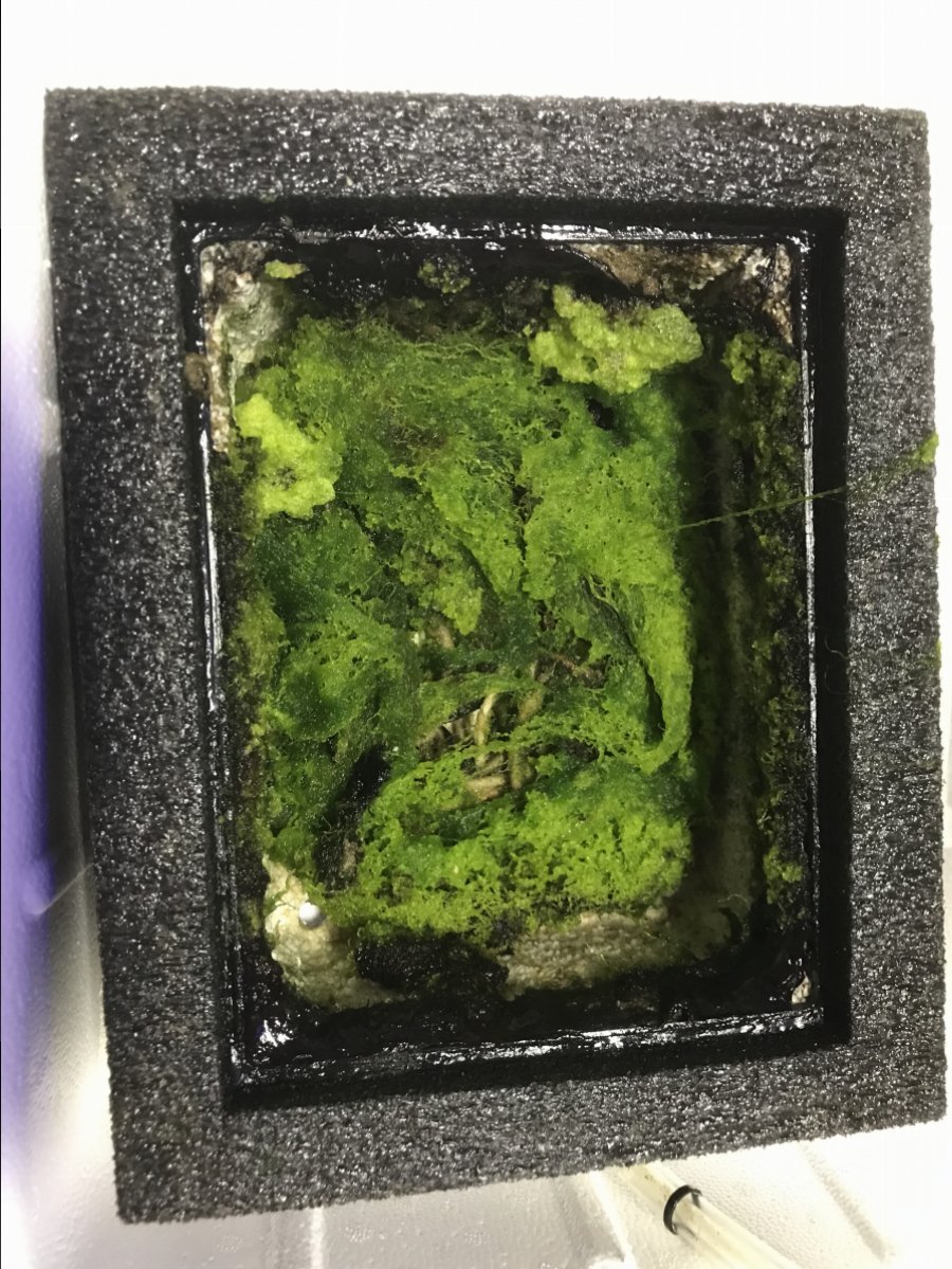 ALGAE011119.jpg