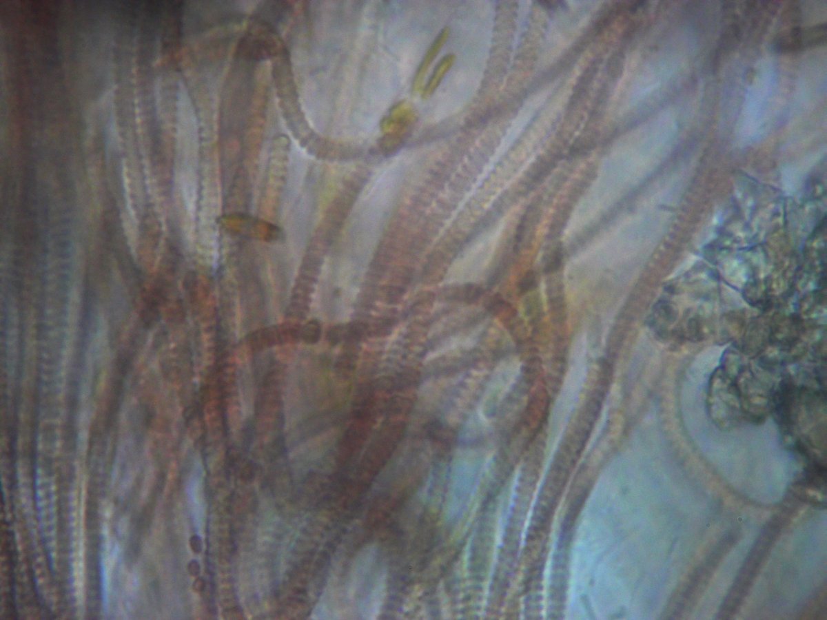 algae1.jpg
