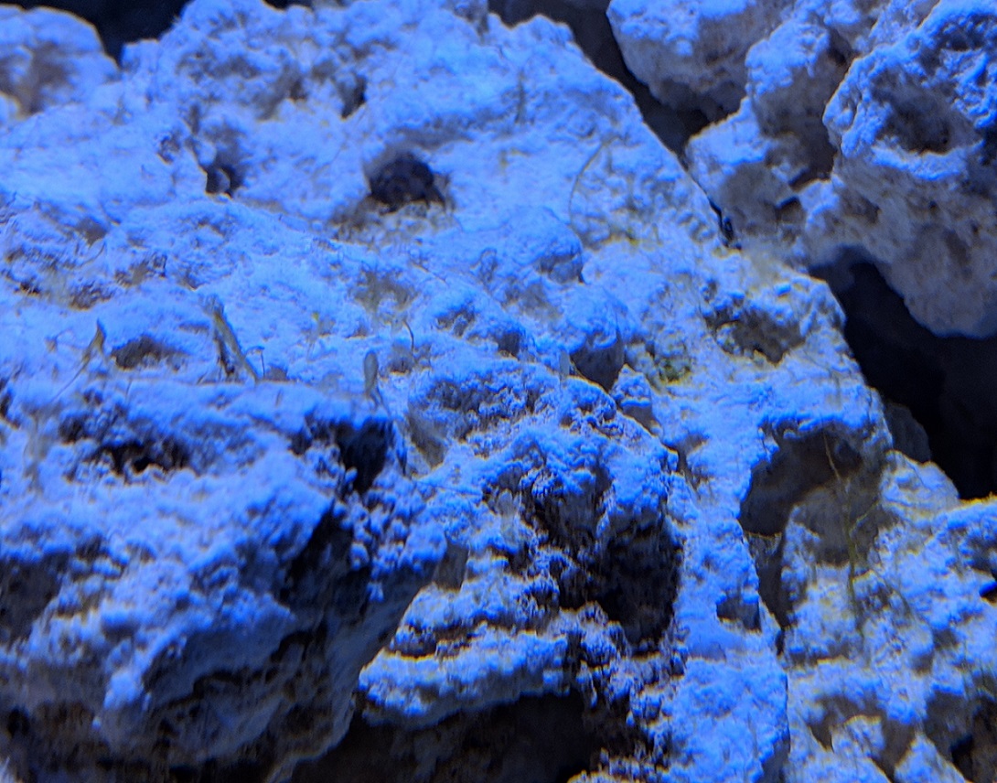 algae1.jpg