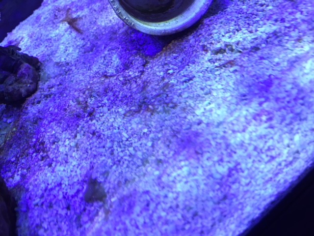 algae12.jpg