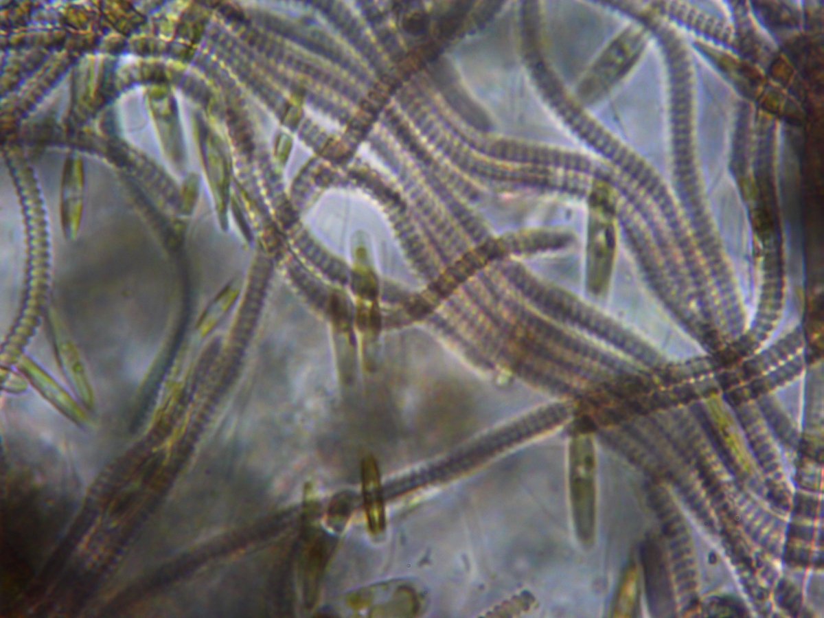 algae15.jpg