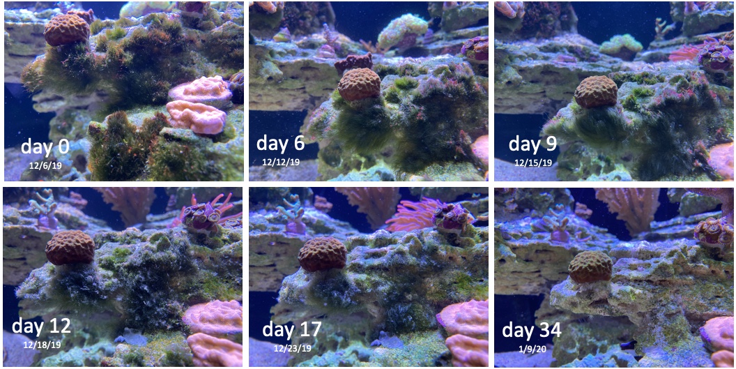 algae2.jpg