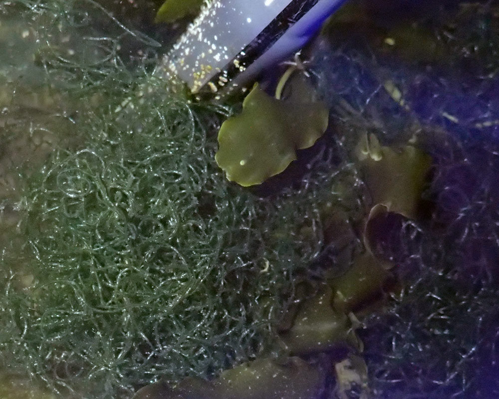 algae2.jpg