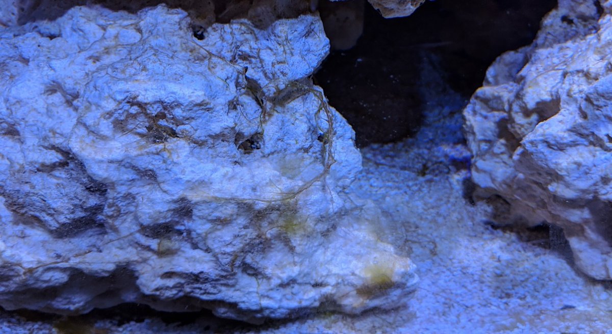 algae2.jpg