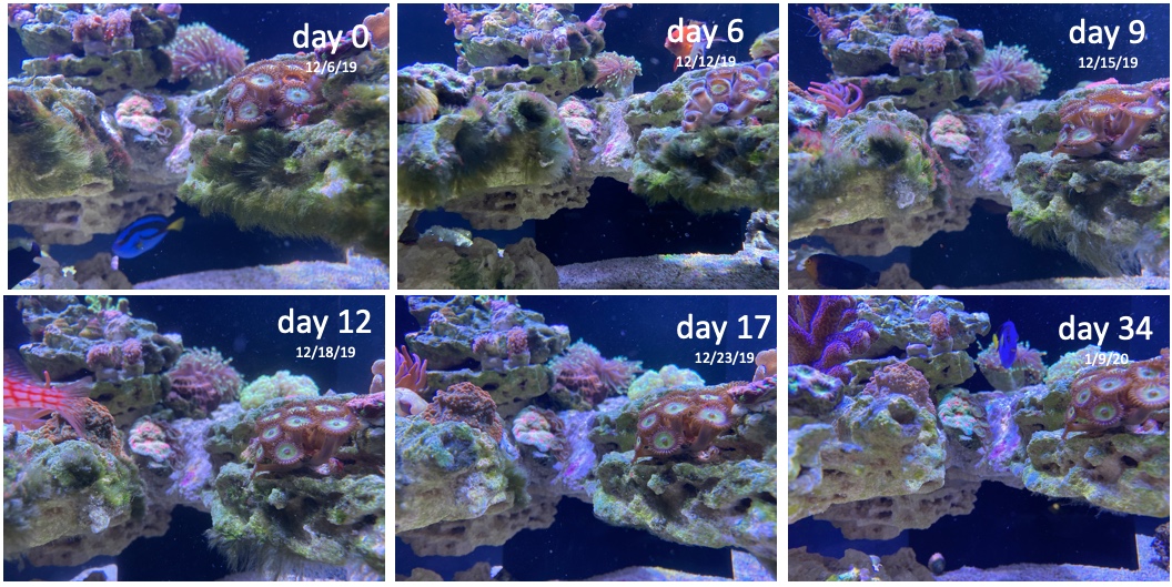 algae3.jpg