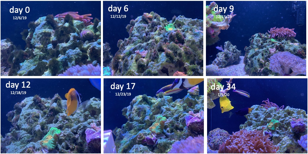 algae4.jpg