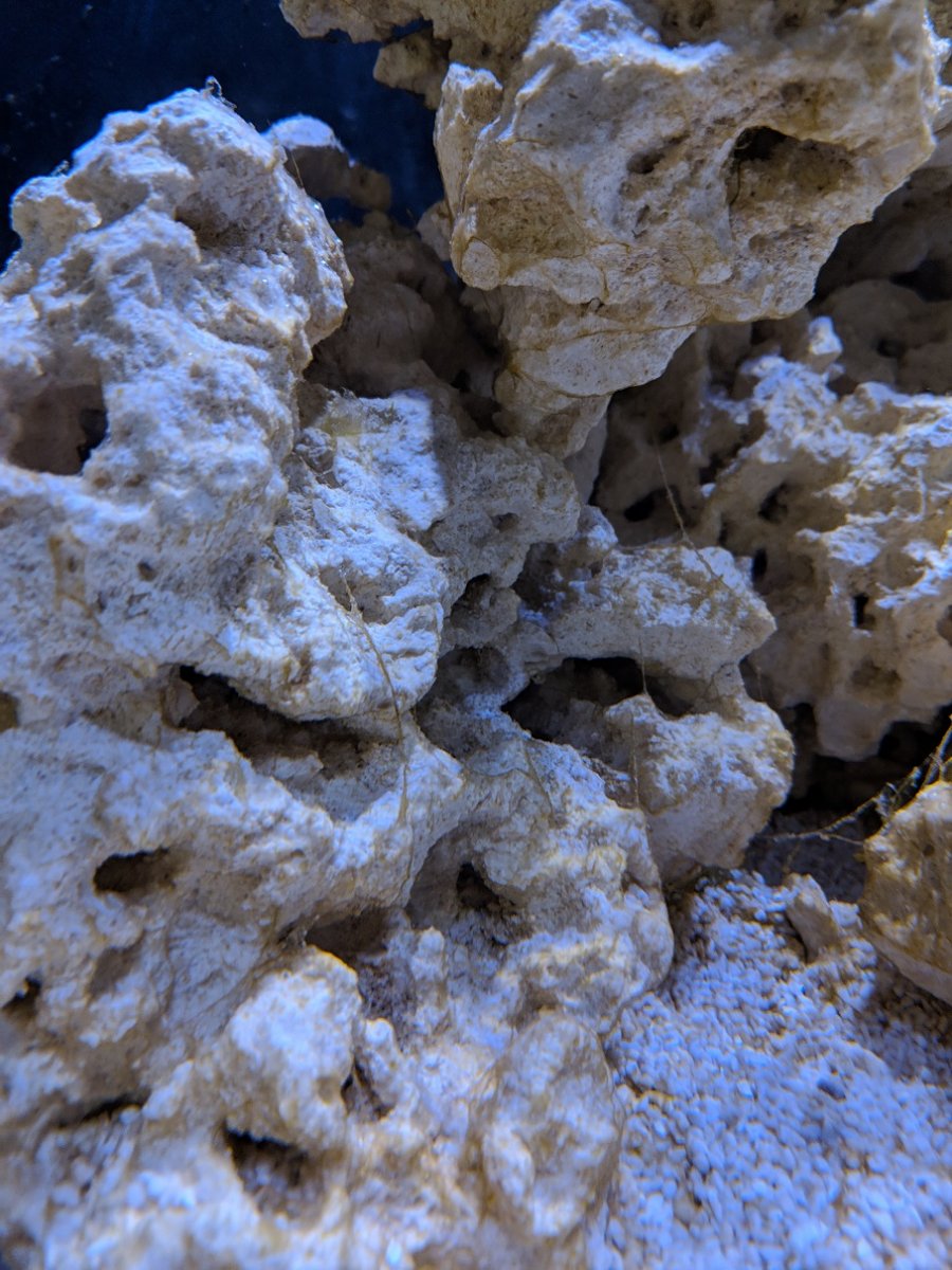 algae4.jpg