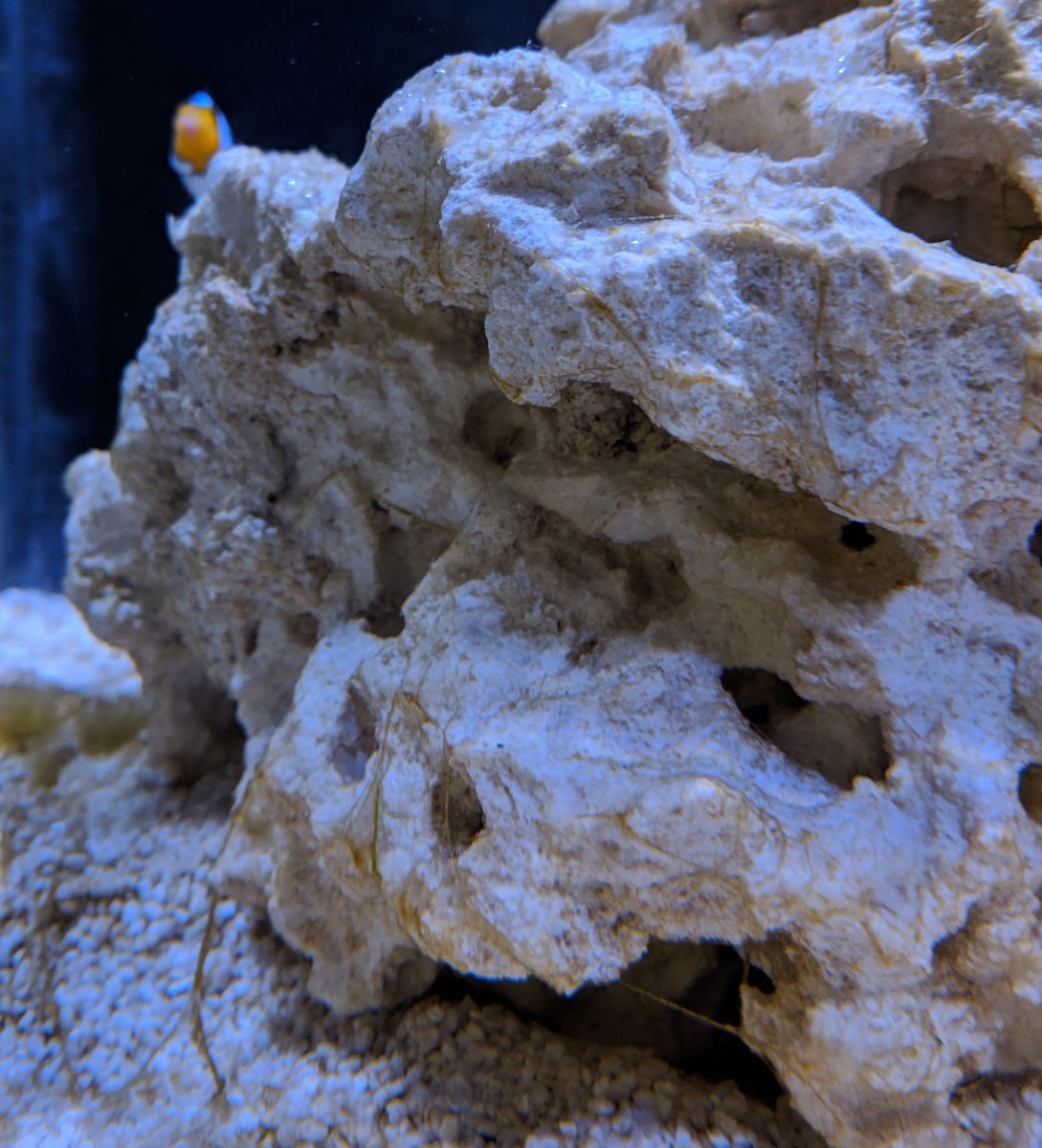 algae5.jpg