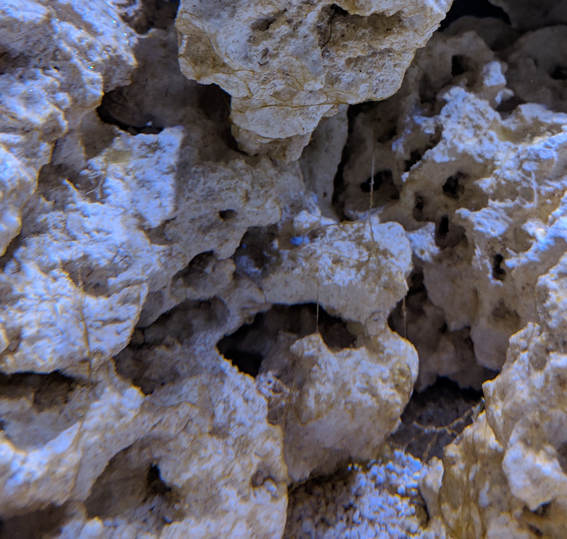algae6.jpg