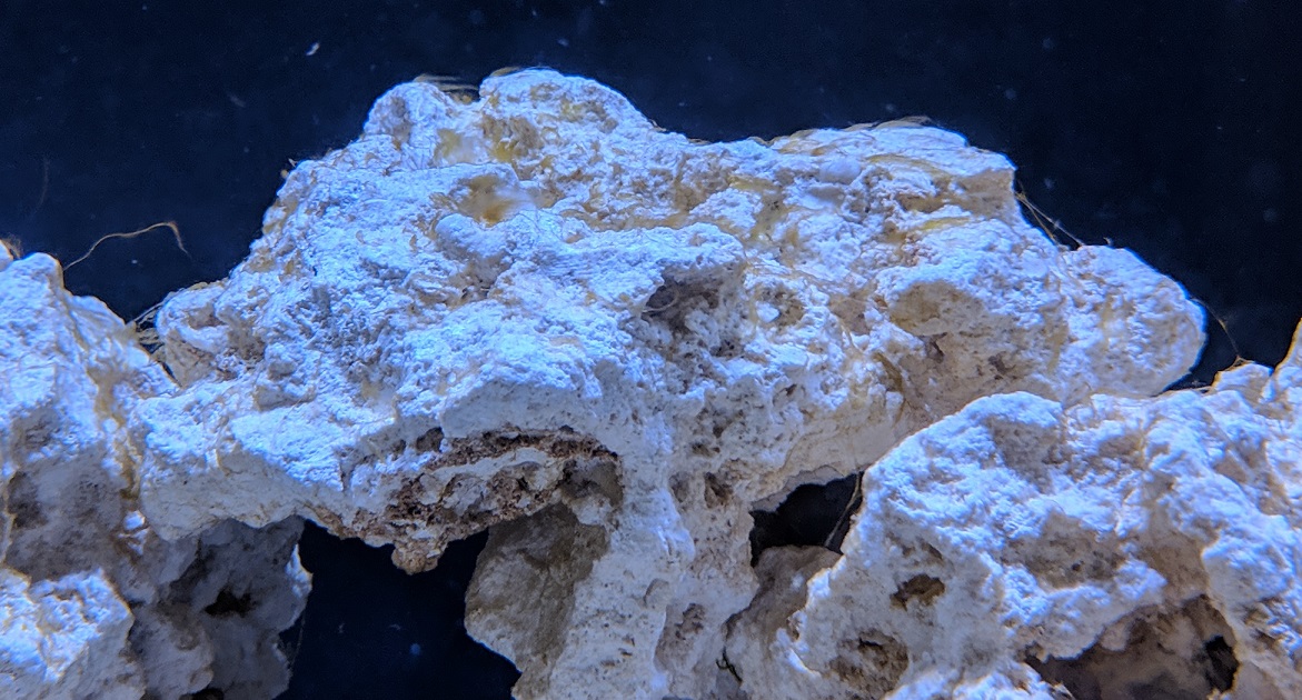 algae7.jpg