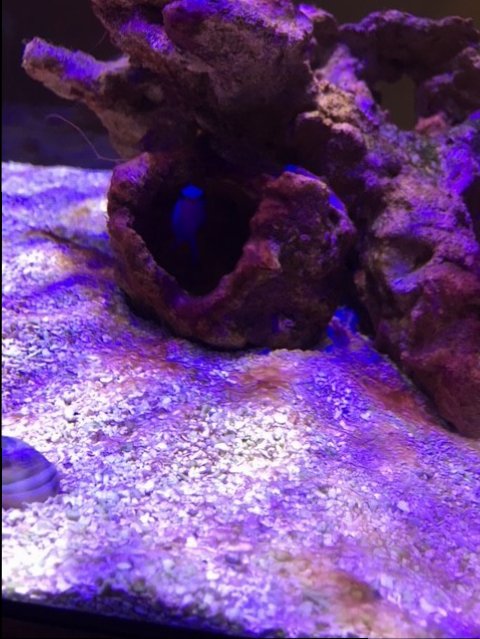 algae9.jpg