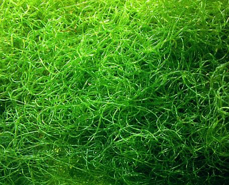 algae_chaetomorpha.jpg