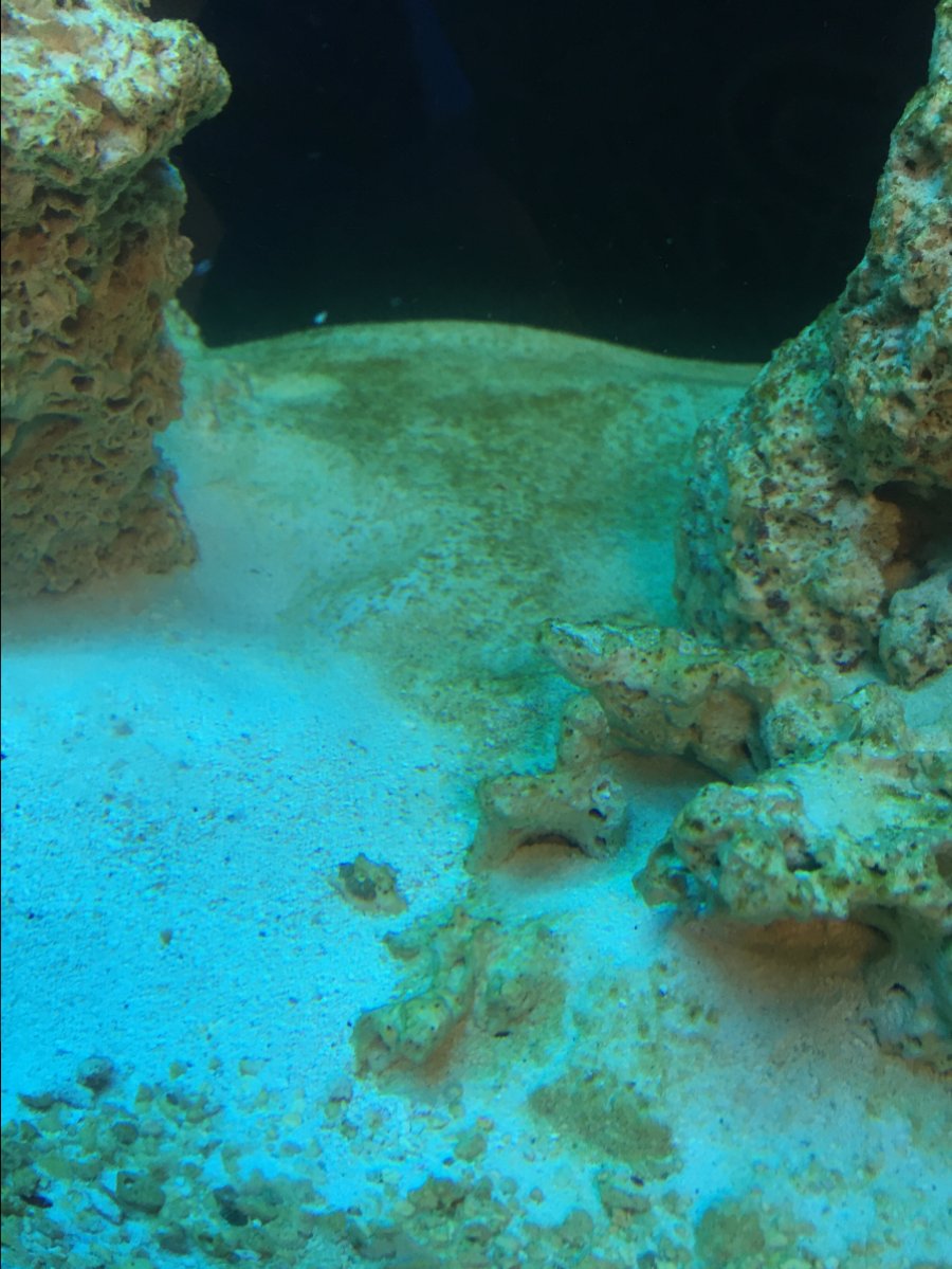Algea.JPG