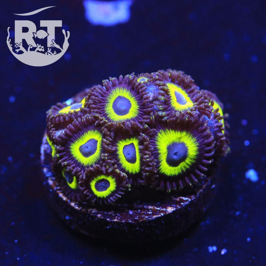 AlienInvader_Zoa.jpg